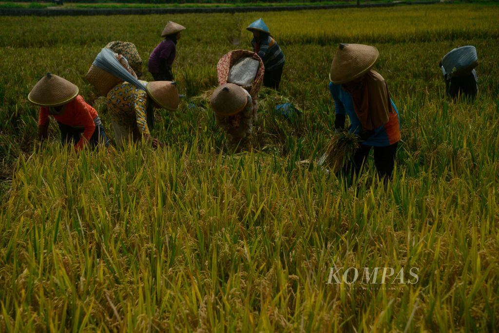 Perempuan mendominasi sebagai buruh panen padi, salah satunya di Desa Kebondowo, Kecamatan Banyubiru, Kabupaten Semarang, Jawa Tengah, Selasa (23/11/2021). Mereka bekerja berdasarkan musim, antara lain masa tanam, perawatan, dan masa panen, dengan upah bervariasi berkisar Rp 40.000 hingga Rp 70.000 per hari.