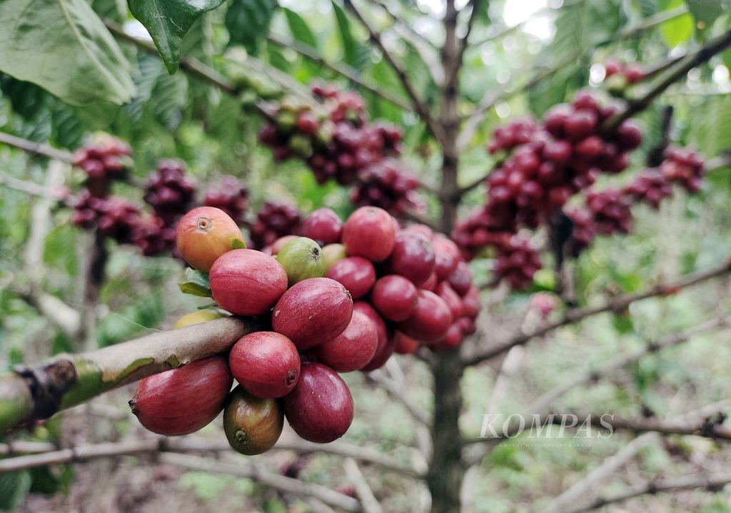 Buah merah kopi robusta di kebun dekat Bandara Atung Bungsu, Dempo Selatan, Pagaralam, Jumat (5/7/2024).