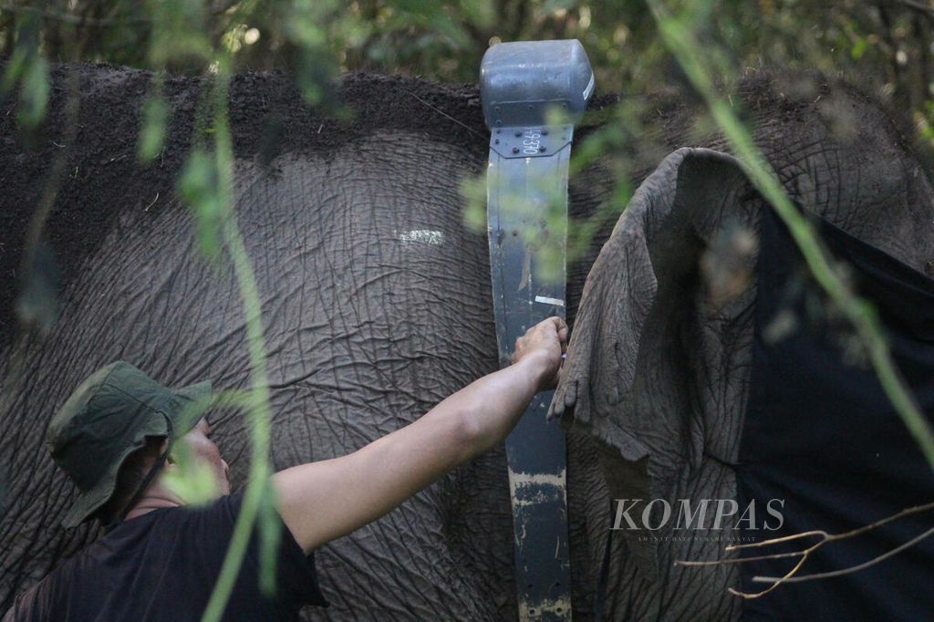 Petugas dari Balai Konservasi Sumber Daya Alam Sumatera Selatan sedang memasang GPS <i>collar </i>pada salah satu gajah sumatera liar di Kecamatan Air Sugihan, Kabupaten Ogan Komering Ilir, Sumatera Selatan, Jumat (13/5/2022). Teknologi ini digunakan sebagai upaya mitigasi konflik antara warga dan gajah. 
