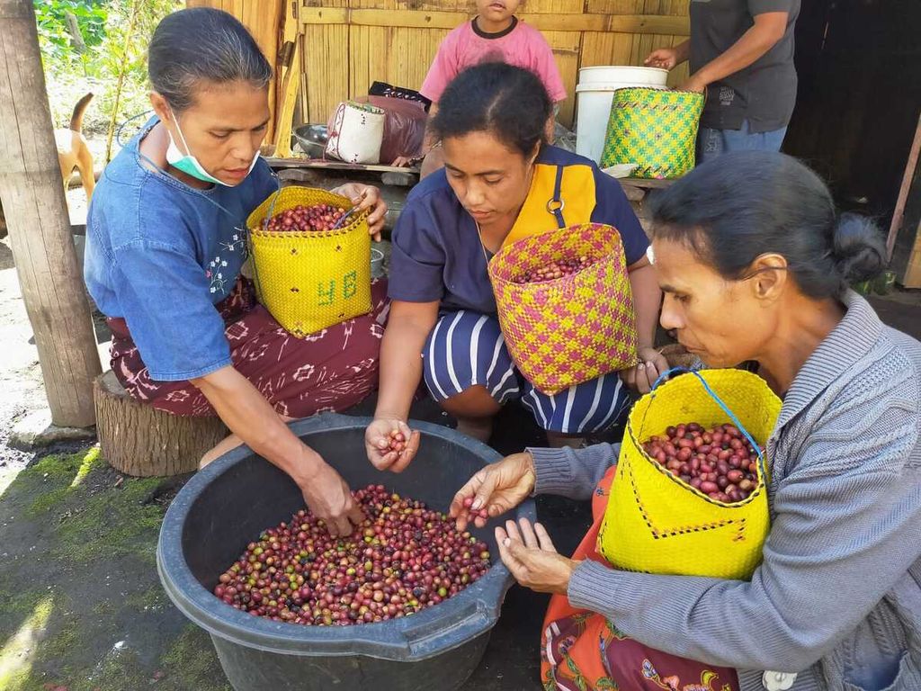 Sejumlah perempuan yang dipekerjakan Soba untuk menyortir buah kopi. Hanya buah yang berkualitas yang diproses untuk dikirim ke konsumen.