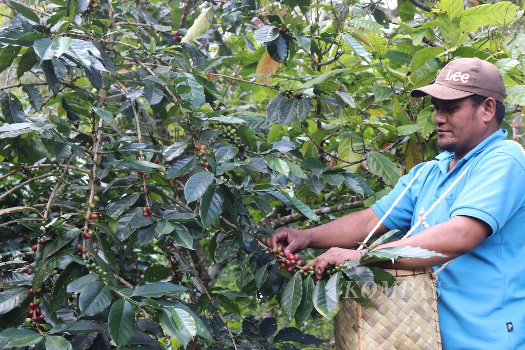 Petani anggota Koperasi Ongu Nipomaya memetik buah kopi di kebunnya di Desa Dombu, Sigi, Sulteng, Rabu (13/7/2022).