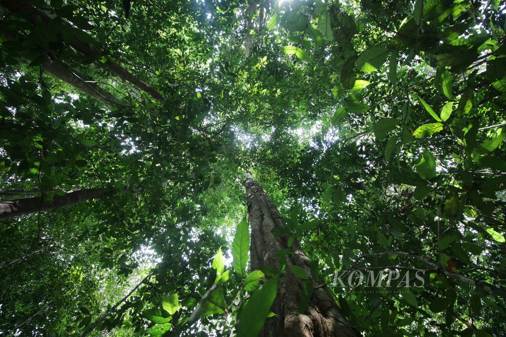 Tutupan hutan di Kawasan Ekosistem Leuser di daerah Ketambe, Aceh Tenggara, Aceh, masih alami.