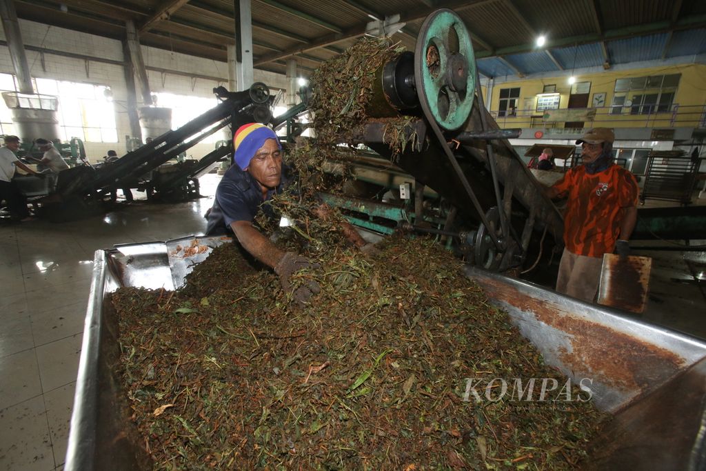 Proses produksi teh hitam di Pabrik Teh PTPN IV Unit Bah Butong, Pematang Sidamanik, Simalungun, Sumatera Utara, pada Juli 2019.