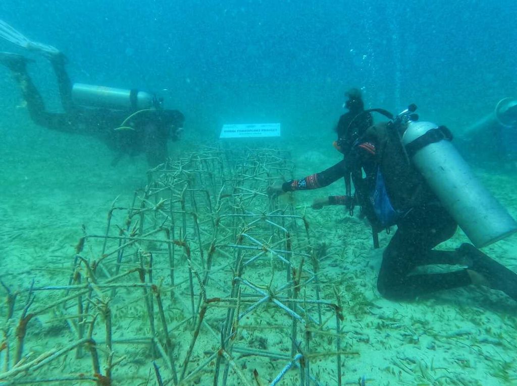 Kegiatan transplantasi terumbu karang bawah laut di kawasan Taman Wisata Alam bawah Laut di Pulau Kojadoi kawasan Teluk Maumere, Sikka, Kamis (24/8/2023).