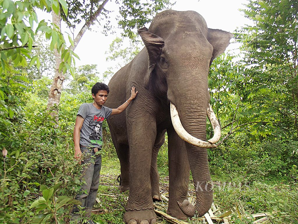 IRidwan (30), perawat gajah di Pusat Konservasi Gajah (PKG) di Saree, Aceh Besar, tengah membimbing Rahmat, gajah jantan berusia 30 tahun, yang merupakan satu dari 46 gajah di pusat konservasi tersebut.