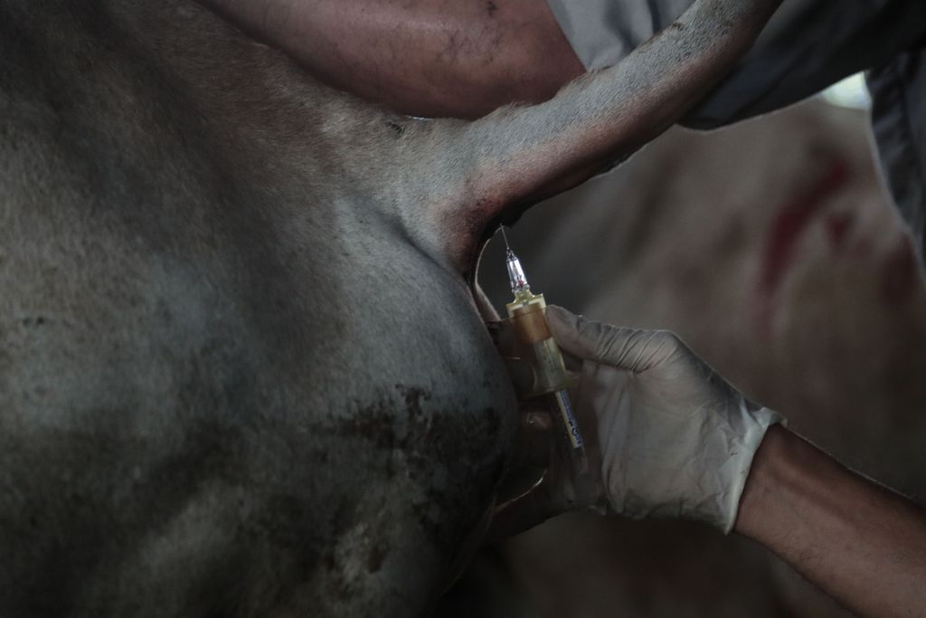 Petugas mengambil sampel darah sapi yang dijual di kawasan Sungai Bambu, Jakarta Utara, Rabu (21/6/2023). Suku Dinas KPKP Jakarta Utara menggencarkan pemeriksaan hewan kurban yang diperjualbelikan sejak Senin (5/6/2023) lalu. 