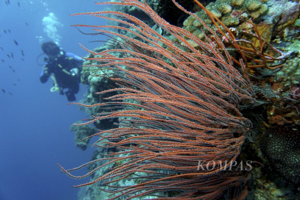Kondisi bawah laut di titik selam zona pariwisata Pantai Yoro yang berbatasan dengan perairan Kaombo di Desa Wali, Binongko, Wakatobi, Sulawesi Tenggara, Rabu (27/9/2017).