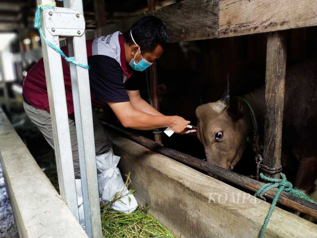 Kepala Puskeswan Kota Palangkaraya Eko Hari Yuwono memberikan vaksin kepada sapi milik peternak di Kota Palangkaraya, Kalteng, Senin (4/7/2022).