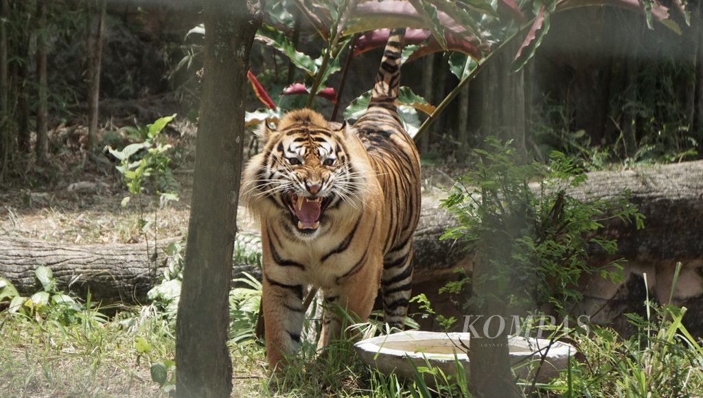 Kyai Batua, harimau jantan yang menjadi korban perburuan liar pada 2019 dirawat di Lembaga Konservasi Lembah Hijau, Kota Bandar Lampung, Lampung, Rabu (16/9/2020).