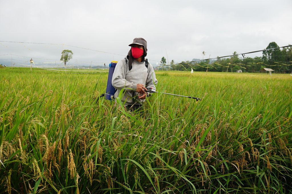 Petani penggarap di Kecamatan Kakas, Kabupaten Minahasa, Sulawesi Utara, menyemprotkan insektisida ke padi di sawah garapannya, Rabu (24/6/2020). Petani pesimistis hasil panen yang memuaskan bisa dicapai akibat serangan hama ulat jenis baru yang merusak batang padi.