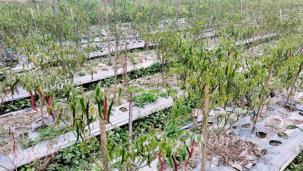 Tanaman cabai juga membutuhkan pengairan. Di Desa Tirtomartani, Kabupaten Sleman, aliran air untuk padi dan hortikultura dipenuhi dari sumber air berupa sumur bor di ladang.