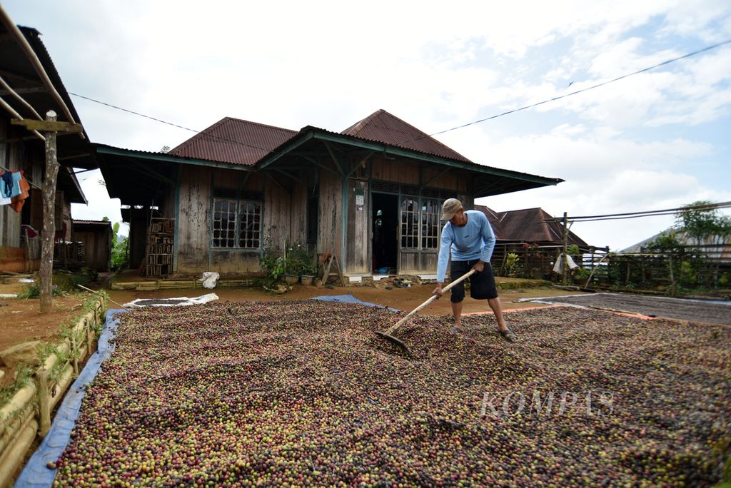 Petani menyimpan buah kopi usai dikeringkan di bawah terik matahari di kawasan Rimba Candi, Dempo Tengah, Kota Pagar Alam, Sumatera Selatan, Kamis (4/7/2024).