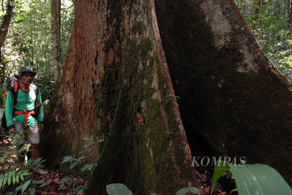 Tanaman berusia ratusan tahun masih banyak ditemui di Hutan Adat Talun Sakti, Dusun Muara Seluro, Desa Raden Anom, Batangasai, Kabupaten Sarolangun, Jambi, Kamis (23/11/2023).