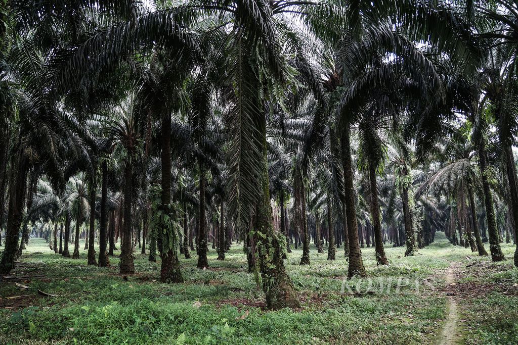 Ribuan tanaman kelapa sawit milik PTPN VIII ditanam di afdeling 1 perkebunan Cikasungka, Candali, Bogor, Jawa Barat, Minggu (21/8/2022). 