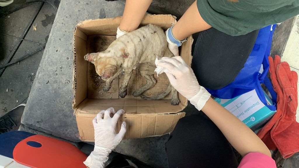 Seekor kucing yang berhasil dievakuasi di lokasi kebakaran Depo Pertamina Plumpang, Rawa Badak Selatan, Koja, Jakarta Utara, Senin (6/3/2023). Kucing tersebut ditemukan setelah empat hari pascakejadian.