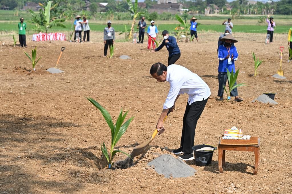 Presiden Joko Widodo menanam kelapa genjah bersama para petani di Desa Giriroto, Kabupaten Boyolali, Jawa Tengah, Kamis (11/8/2022).