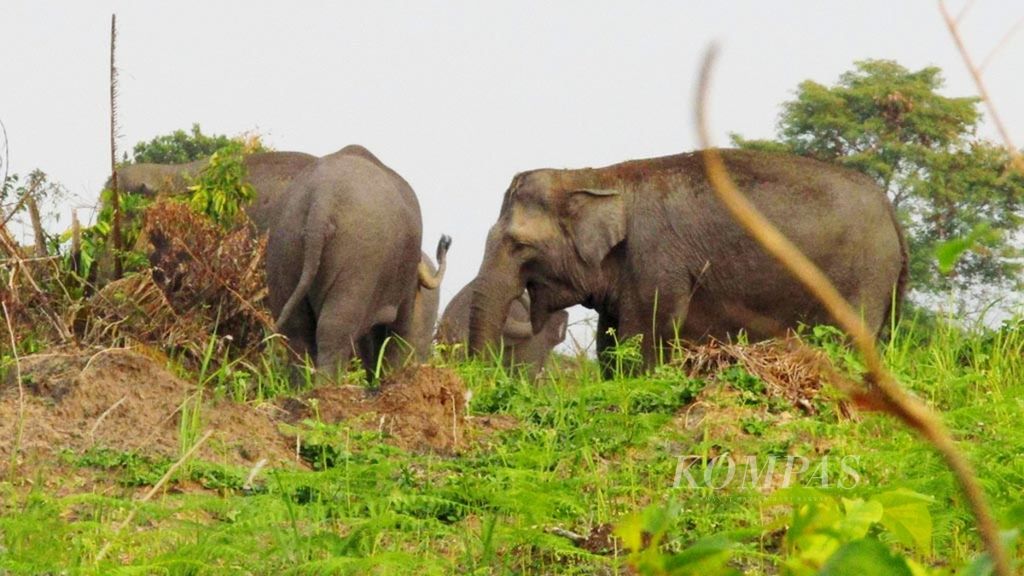 Sebelas ekor gajah di habitat Minas berkeliaran di kebun kelapa sawit dan sayuran warga di Kecamatan Rumbai, Kota Pekanbaru, Riau, beberapa waktu lalu.