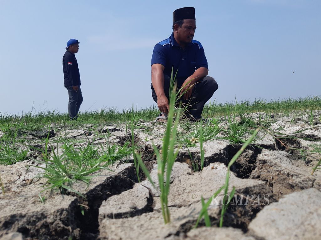 Aparat desa menunjukkan sawah yang kekeringan di Desa Suranenggala, Kecamatan Suranenggala, Kabupaten Cirebon, Jawa Barat, Jumat (23/8/2024). Sekitar 200 hektar sawah di area itu terdampak kekeringan.  