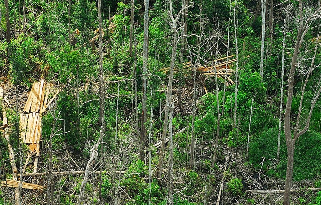Pembalakan liar masih terus marak dalam kawasan hutan negara wilayah Kabupaten Tanjung Jabung Timur, Propinsi Jambi. Setelah kayu diambil, lahan dirambah dan dibakar untuk pembukaan kebun. Tampak kayu hasil tebangan dan olahan ditumpuk sebelum dialirkan lewat kanal dan sungai.