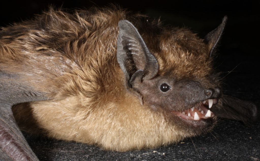 The<i>serotinus</i> bat is the only mammal known to carry out the process of mating or sexual relations without penetration or also known as contact mating.