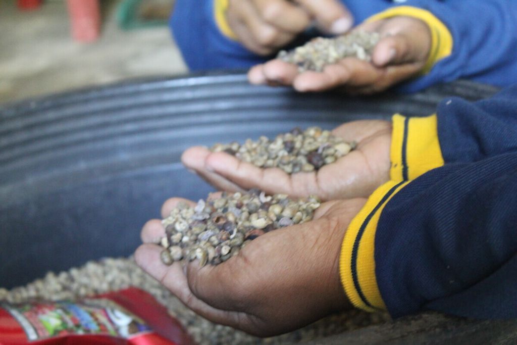 Kopi liberika di Desa Talio Hulu, Kabupaten Pulpis, Kalteng, dipilih sebelum disangrai dan dijual ke pasar oleh Kelompok Wanita Tani (KWT), September 2021.