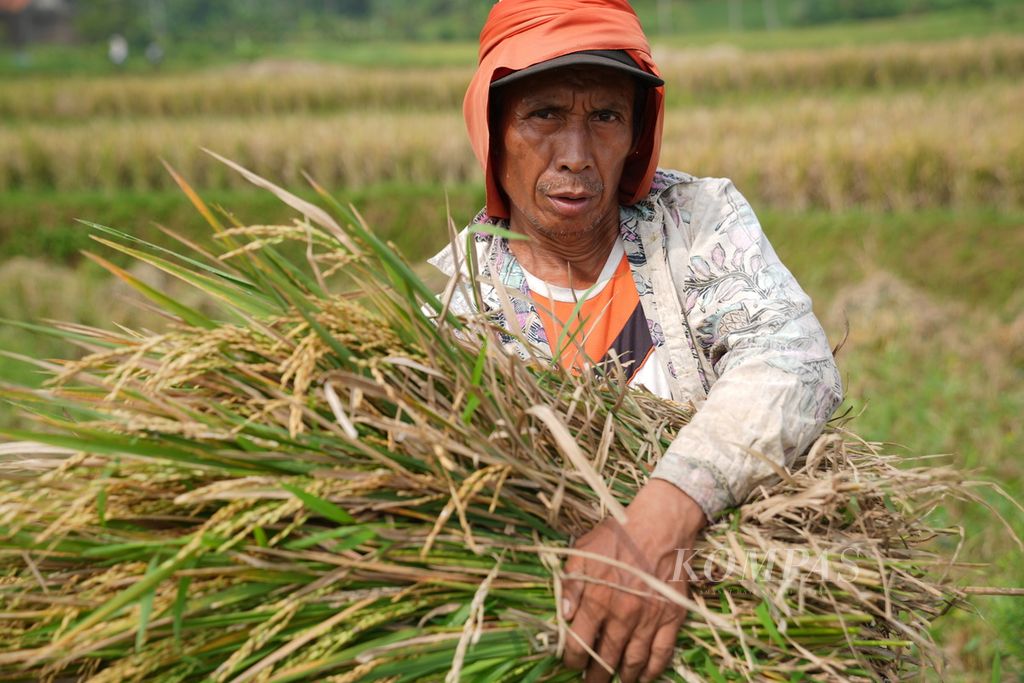 Petani memanen padi varietas Inpari 32 di Desa Cibuntu, Kecamatan Pasawahan, Kabupaten Kuningan, Jawa Barat, Kamis (2/5/2024). Di daerah tersebut, gabah kering panen (GKP) petani dijual seharga Rp 5.000 per kilogram atau lebih rendah dari harga pembelian pemerintah (HPP) sementara GKP di tingkat petani yang sebesar Rp 6.000 per kg.