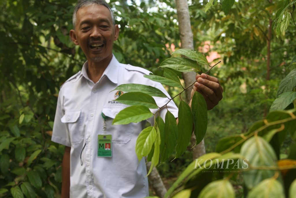 Pudja Mardi Utomo, peneliti tanaman masoi dari Balai Penelitian dan Pengembangan Kehutanan dan Lingkungan Hidup Manokwari, Kementerian Lingkungan Hidup dan Kehutanan, Rabu (12/2/2020) di Manokwari, Papua Barat.