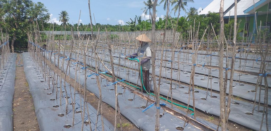 Maria Boleng (54), istri Yohanes Lalang anggota kelompok tani Abdi Laboratus, sedang menyiram tanaman tomat yang baru saja ditanam setelah dipindahkan dari tempat persemaian, di Desa Mata Air Kabupaten Kupang, Kamis (13/1/2022).
