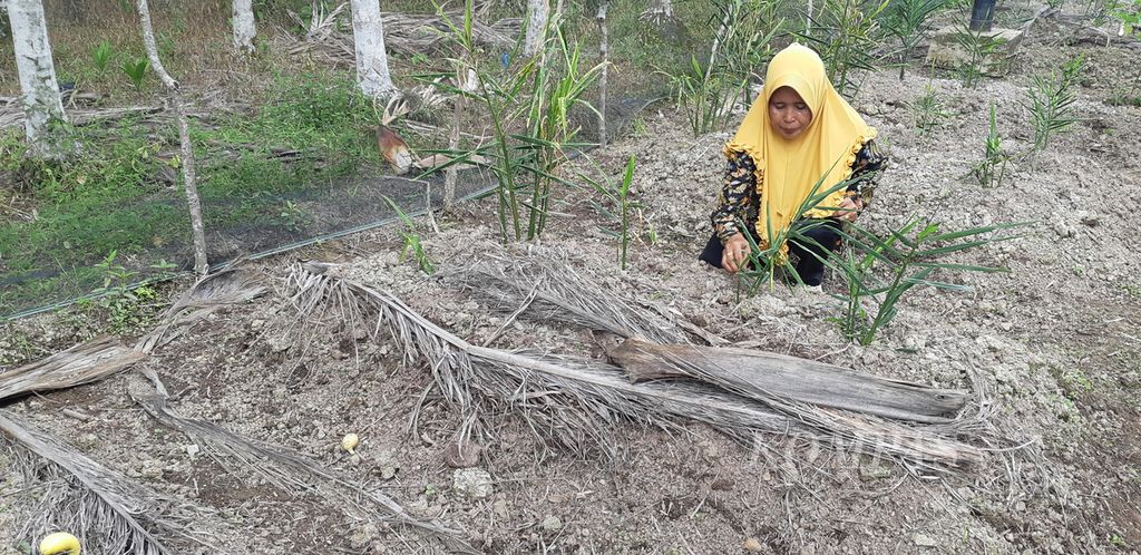 Petani mengecek tanaman jahe merah di atas gambut di Desa Mandala Jaya, Kecamatan Betara, Kabupaten Tanjung Jabung Barat, Jambi, Rabu (11/3/2020). Para petani terus mendorong petani menerapkan pertanian tanpa membakar lahan.