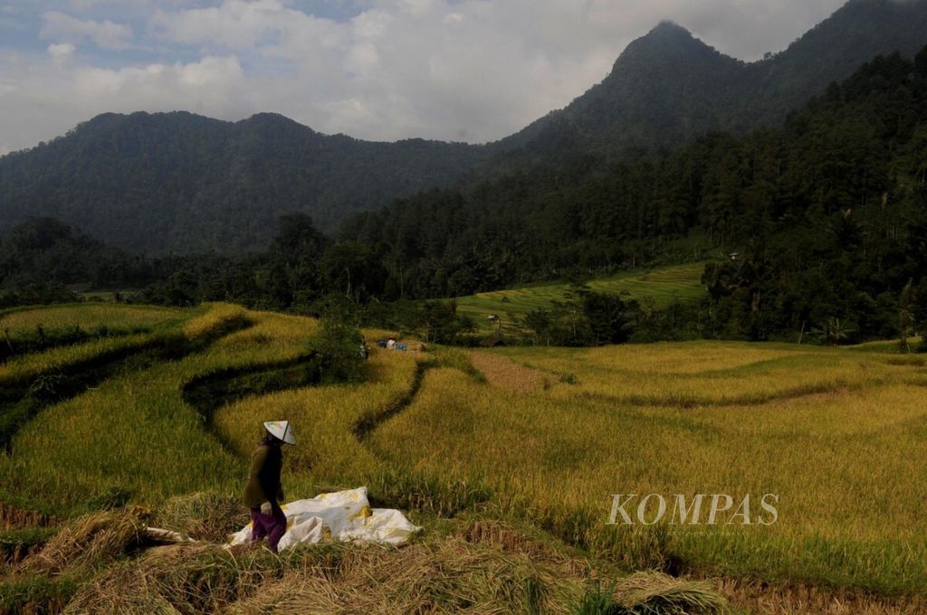 Warga memanen padi di Desa Yosorejo, Kecamatan Petungkriyono, Kabupaten Pekalongan, Jawa Tengah, Rabu (21/12/2018). Hasil panen tersebut tidak dijual hanya untuk memenuhi kebutuhan mereka sehari-hari karena kepemilikan lahan sawah yang tidak luas di sekitar hutan.
