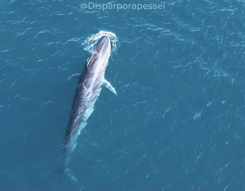 Gambar tangkapan layar kemunculan paus biru di perairan Pulau Pagang yang terekam kamera <i>drone</i> milik Disparpora Kabupaten Pesisir Selatan, Sumatera Barat, Kamis (24/10/2024) sore.