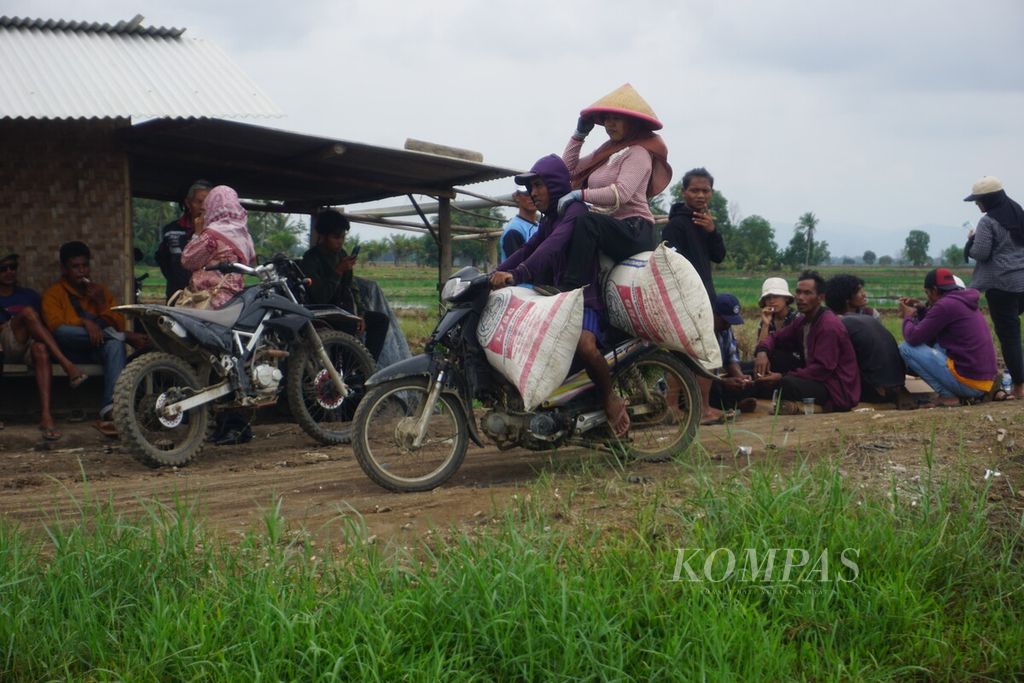Petani membawa hasil panen dengan motor di areal sawah Desa Bulupayung, Kecamatan Patimuan, Kabupaten Cilacap, Jawa Tengah, Selasa (9/1/2024). 