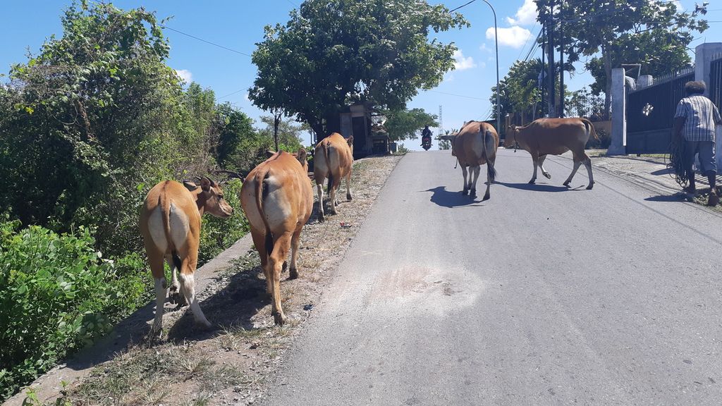 Kawanan sapi melintasi jalanan di Kecamatan Maulafa, Kota Kupang, NTT, Selasa (10/5/2022).