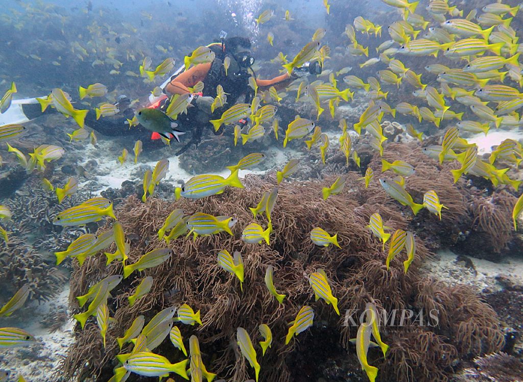 Sekelompok besar ikan <i>bluestripe snapper</i> (<i>Lutjanus kasmira</i>) hidup berkelompok besar di terumbu karang titik selam Blue Magic Raja Ampat Papua Barat, Jumat (20/6/2014). 