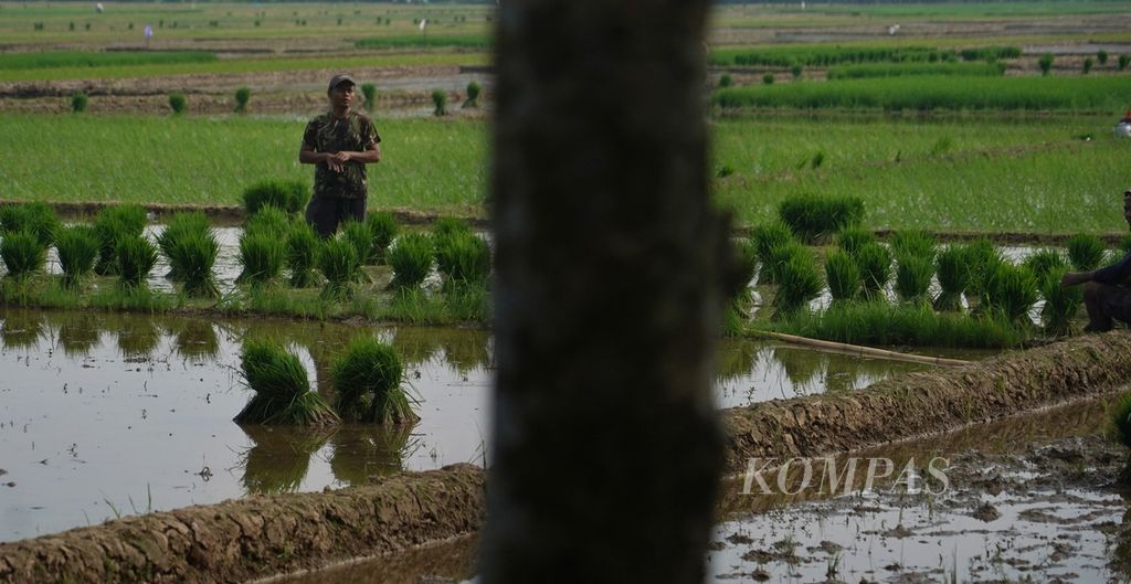 Petani di Kesesi, Kabupaten Pekalongan, Jawa Tengah, menyiapkan bibit untuk ditanam seiring memasuki musim tanam kedua, Rabu (10/5/2023). 