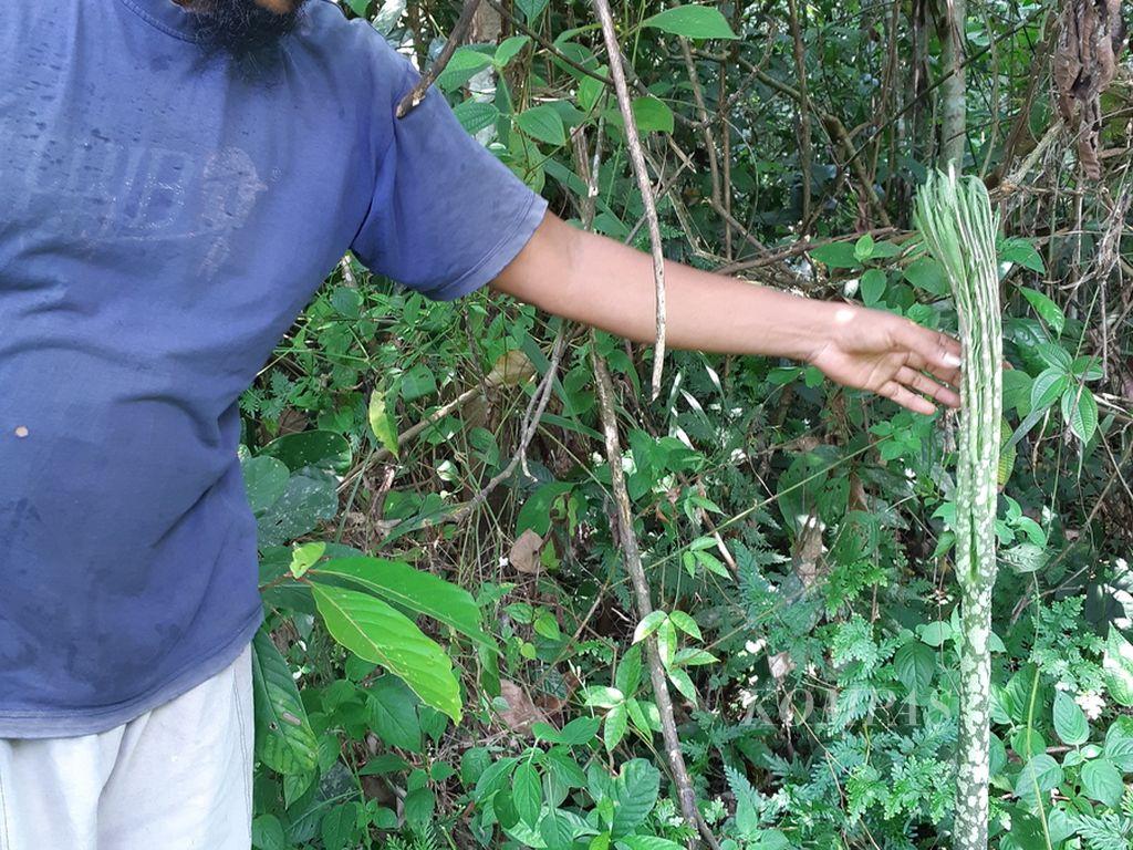 Pohon kubut<i> (Amorphophallus paeoniifolius) </i>di Desa Jambi Tulo, Kecamatan Maro Sebo, Kabupaten Muaro Jambi, Minggu (22/5/2022).