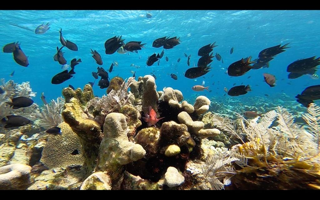 Keindahan hamparan terumbu karang dan ikan-ikan, Kamis (28/11/2019), di lepas pantai Pulau Lihaga, Likupang Barat, Minahasa Utara, Sulawesi Utara.