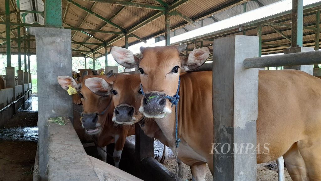 Sapi bali menjadi komoditas strategis dan andalan di Provinsi Bali. Ternak sapi bali di UPT Sentra Ternak Sobangan ketika didokumentasikan pada Jumat (9/6/2023).