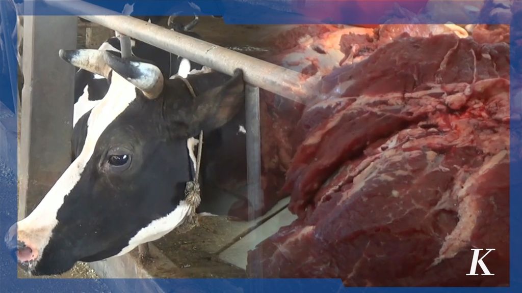 Jelang perayaan Idul Adha, peternak sapi di Bandar Lampung mulai resah akan merebaknya penyakit mulut dan kuku pada hewan ternak.