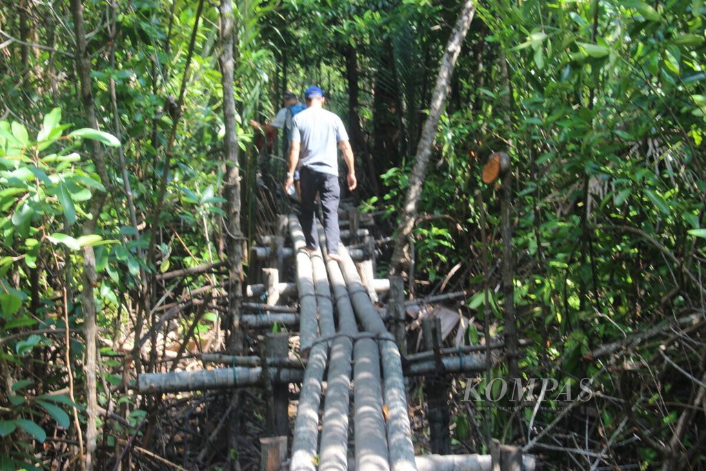 Kondisi mangrove di pesisir Kubu Raya, Kalimantan Barat, pada 2019. Penyelamatan mangrove diintegrasikan dengan program perhutanan sosial.