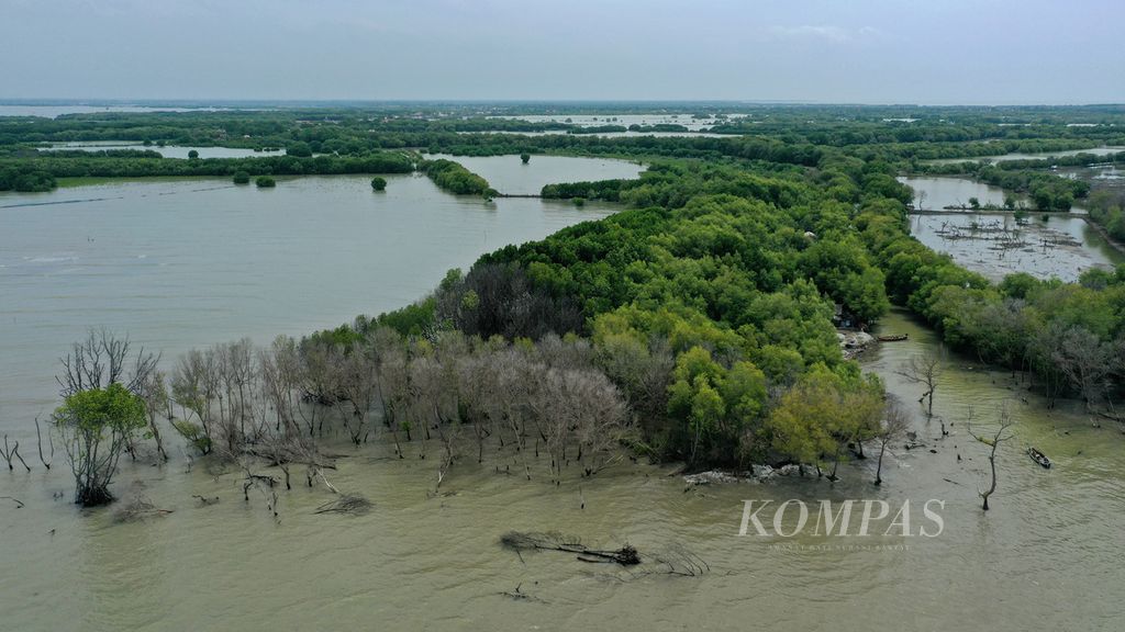 Puluhan pohon mangrove mati di Kampung Beting, Desa Pantai bahagia, Kecamatan Muaragembong, Kabupaten Bekasi, Jawa Barat, Kamis (27/10/2022).  