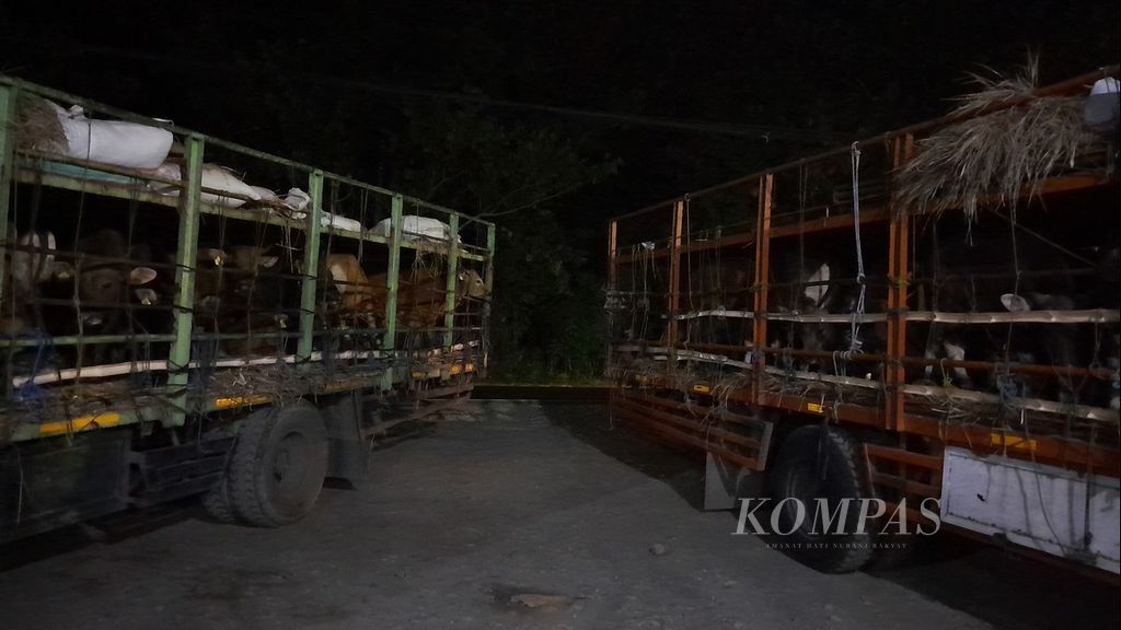 Dua truk bermuatan sapi dari Bima, Nusa Tenggara Barat, tujuan Jakarta terparkir di halaman satu warung makan di Kabupaten Situbondo, Jawa Timur, Rabu (31/5/2023) dini hari. Sopir bersama pengawal sapi di kedua truk itu tengah beristirahat. Seorang sopir truk sapi rata-rata hanya tidur 4-5 jam per hari di lokasi seadanya.