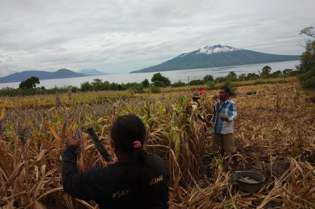Petani Desa Kawalelo Flores Timur memanen sorgum secara manual di lahan milik petani, yang juga anggota koperasi sorgum Likotuden.