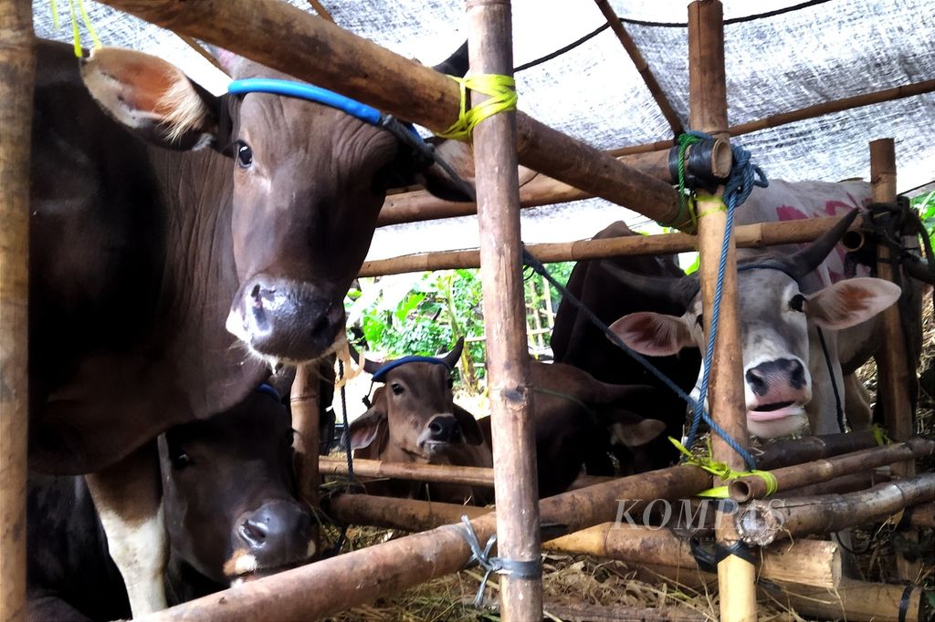  Penjualan sapi-sapi di lapak hewan kurban di Jalan Taman Mutiara Prima, Kemanggisan, Jakarta Barat, Selasa (5/7/2022), meningkat dibandingkan tahun sebelumnya. Kondisi kesehatan sapi terus diperhatikan dengan pemeriksaan oleh Dinas Ketahanan Pangan Kelautan dan Pertanian (DKPKP) Jakarta Barat.