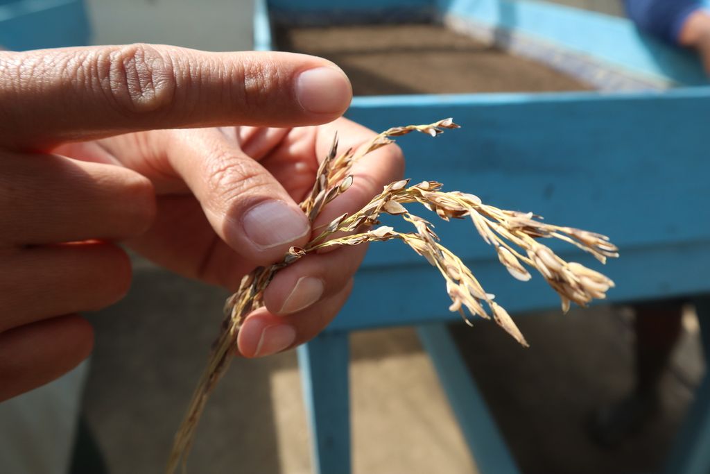 Banyak varietas unggulan tanaman padi dihasilkan dari hasil penelitian dan pengembangan yang dilakukan Balai Besar Penelitian Tanaman Padi Kementan di Sukamandi, Subang, Jawa Barat.