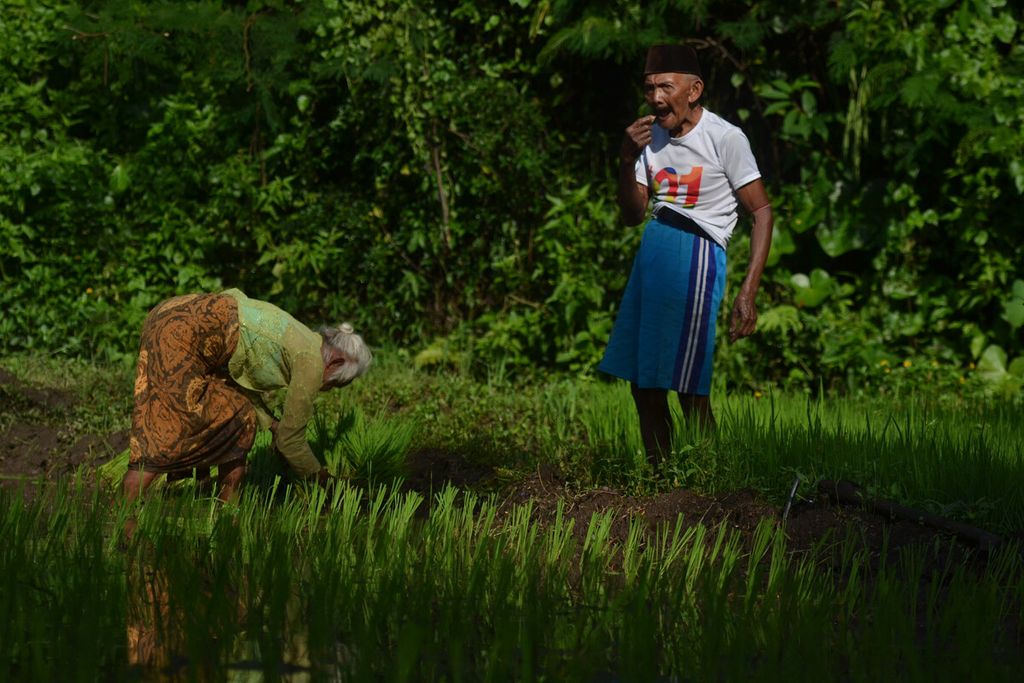 Sidal (72, kiri), buruh tani, bekerja menanam bibit padi di Desa Urutsewu, Ampel, Boyolali, Jawa Tengah, Jumat (7/2/2020). 