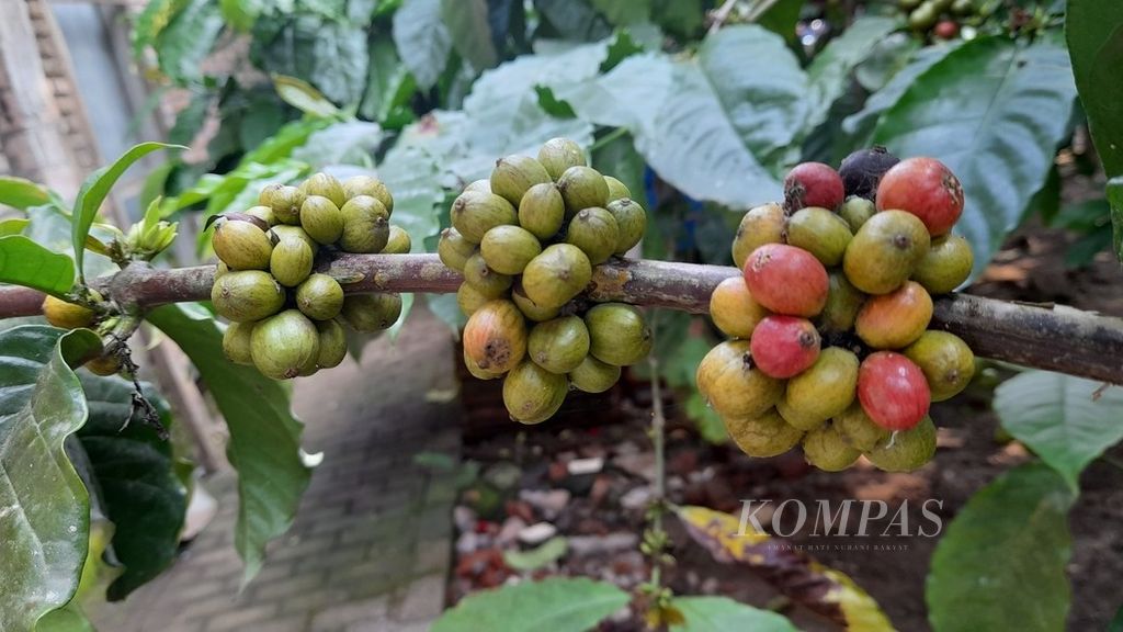 Cuaca kerap berpengaruh terhadap produksi kopi robusta, termasuk yang ada di wilayah Kabupaten Malang, Jawa Timur. Tampak biji kopi yang sebagian telah memerah di area ekowisata Desa Amadanom, Kecamatan Dampit, Rabu (31/8/2022).