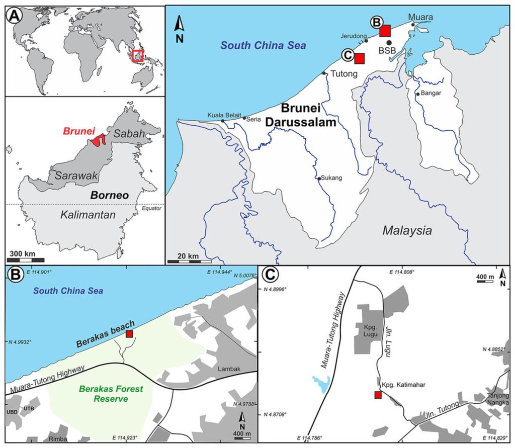 Lokasi penemuan fosil <i>Dipterocarpus </i>sp di Brunei Darussalam. Sumber: Peter Wilf (jurnal PeerJ, 2022).