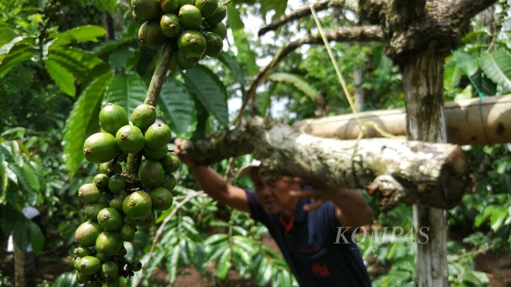 Petani kopi di Desa Amandanom, Kecamatan Dampit, Kabupaten Malang, Jawa Timur, menunjukkan pola pertanian berkesinambungan, memadukan tanaman kopi dengan yang lain, termasuk budidaya madu lebah klanceng yang ditaruh di dalam rongga batang-batang pohon.