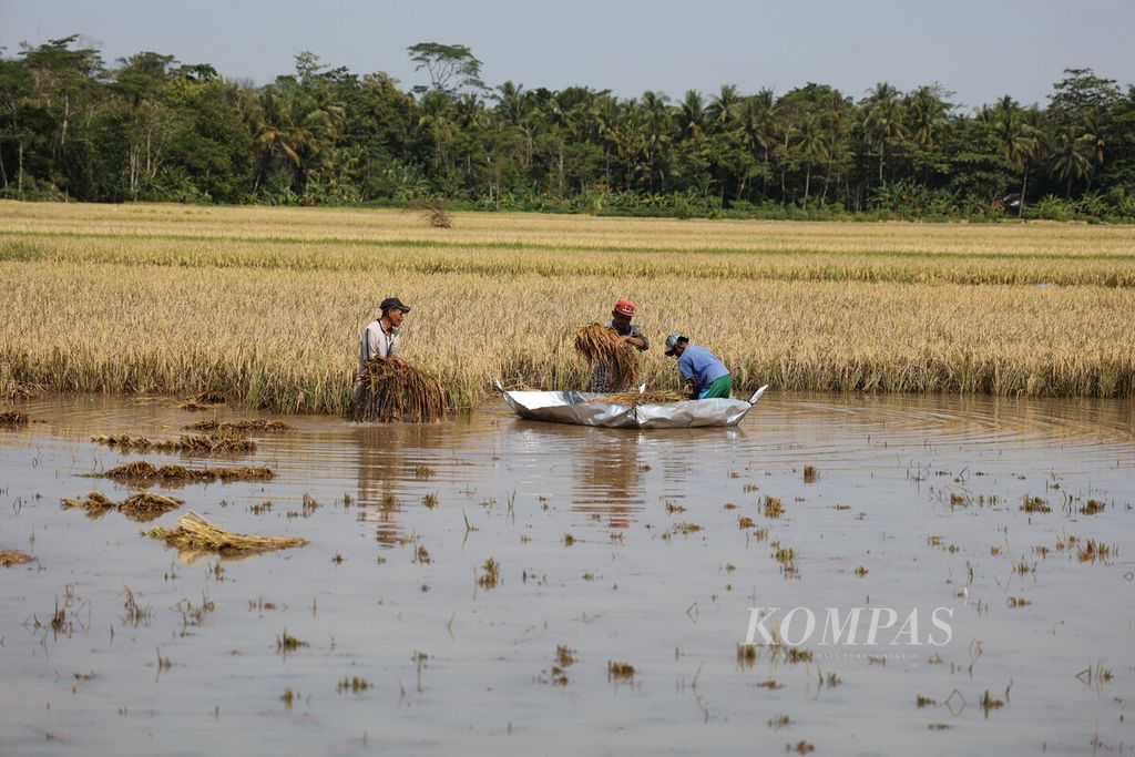 Petani memanen padi yang sempat terendam banjir di Kecamatan Butuh, Purworejo, Jawa Tengah, Rabu (16/3/2022). Hujan lebat mengakibatkan sedikitnya 19 desa di 11 kecamatan di Kabupaten Purworejo terendam banjir. 